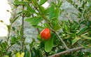 Монастырское тропическое растение