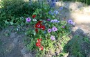 Цветы в ботаническом саду (Макарьевская пустынь)