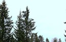 На подвесном мосту через Сямжену